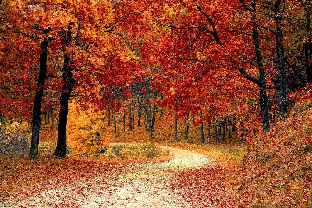 Autumn Trends